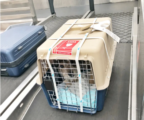 绵阳宠物托运 宠物托运公司 机场宠物托运 宠物空运